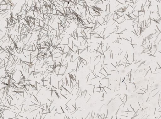 Isodictya