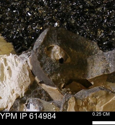 Limopsis? striatopunctatus