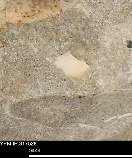 undet. Mollusca
