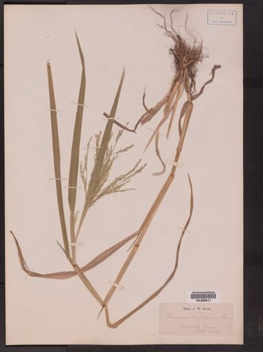 Panicum proliferum