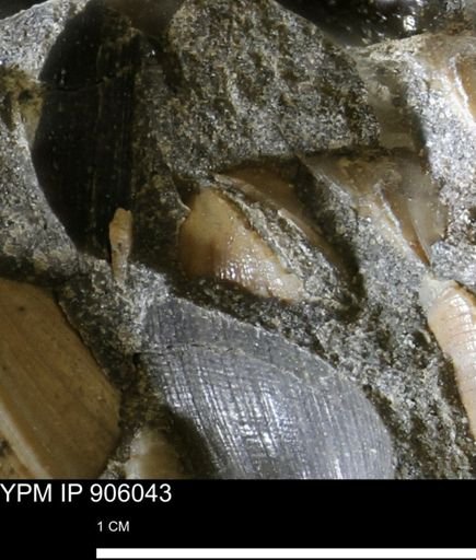 Limopsis striatopunctatus