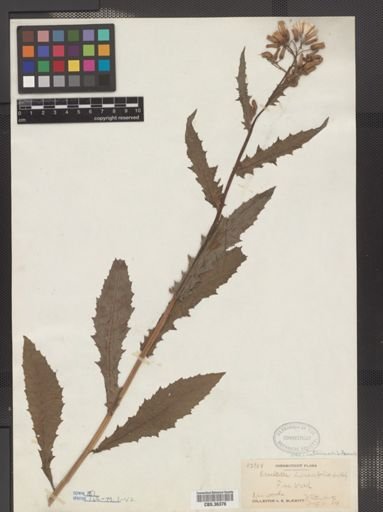 Erechtites hieraciifolia var. intermedius