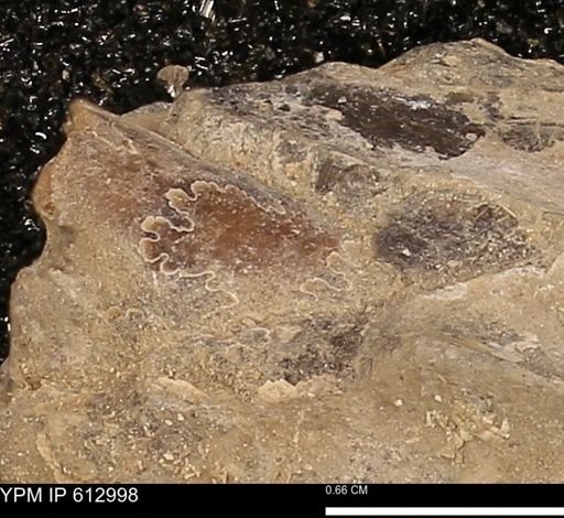 Baculites sp.
