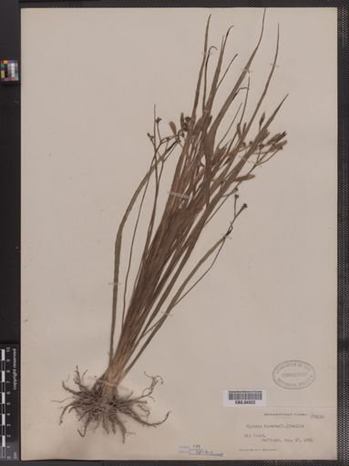 Hypoxis hirsuta