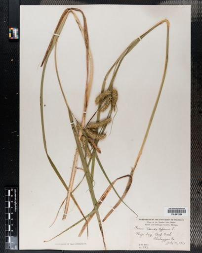 Carex pseudocyperus