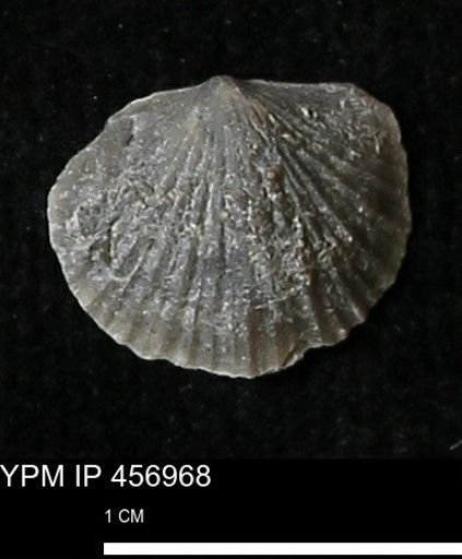 Stropheodonta sp.