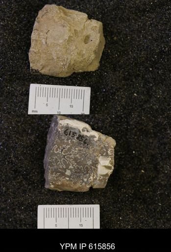 Baculites sp.