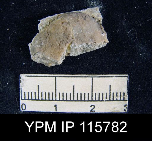 Orthotichia kozlowskii