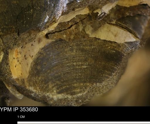 Limopsis striatopunctatus