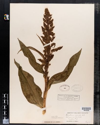 Veratrum viride
