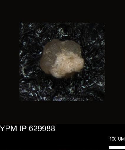 undet. Foraminiferida