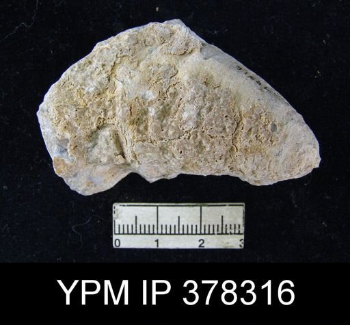 Richthofenia teguliferoides