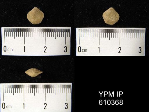 Whitfieldella ovoides