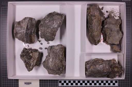 mixed taxa, stratigraphic collection