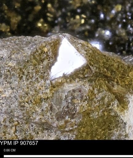 undet. Mollusca
