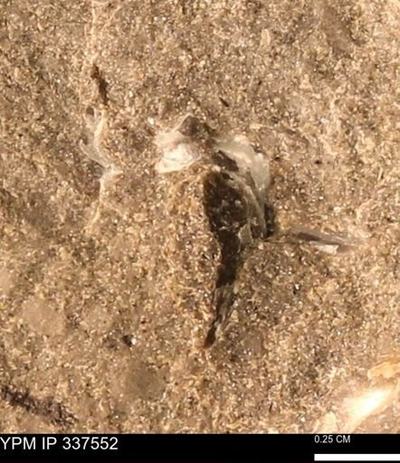 undet. Mollusca