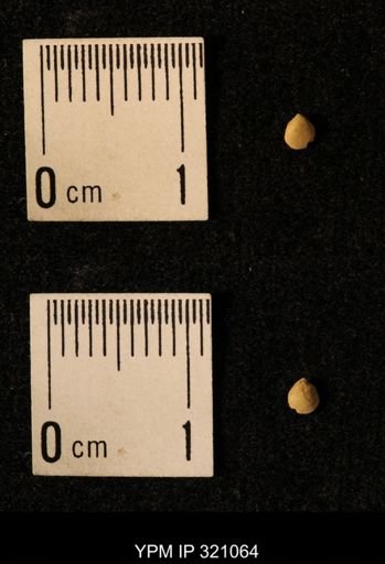 Dielasma elongatum