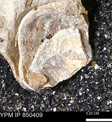 Limopsis striatopunctatus