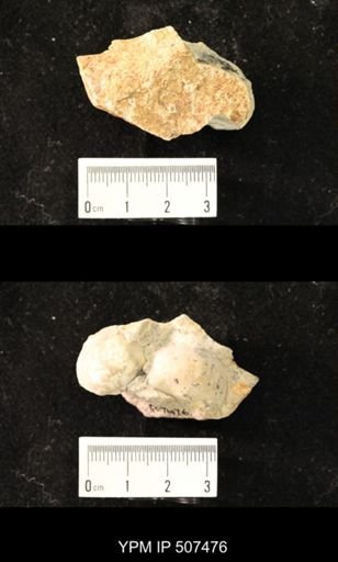 Eodevonaria sp.