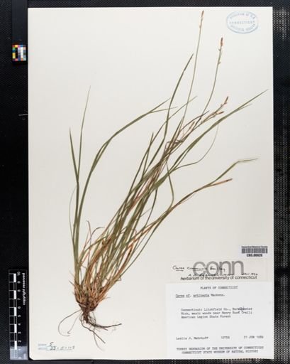 Carex artitecta