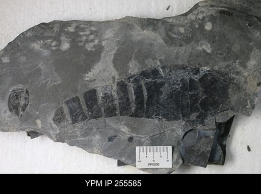 Hughmilleria sp.