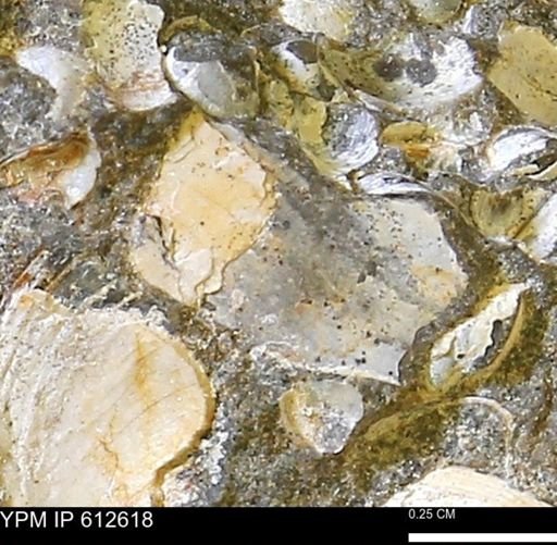 undet. Mollusca