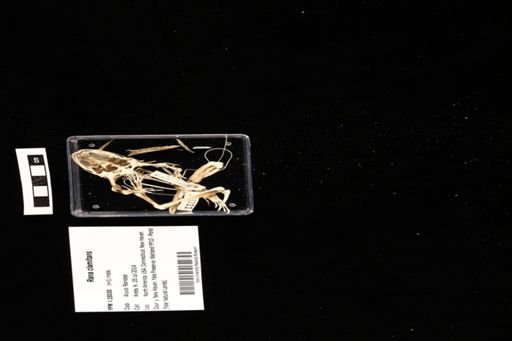 Rana clamitans