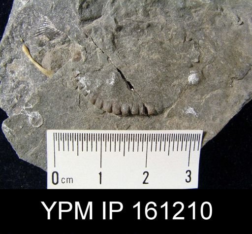 Dinorthis charletona