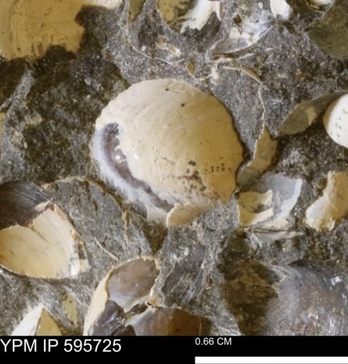 Protocardia sp.
