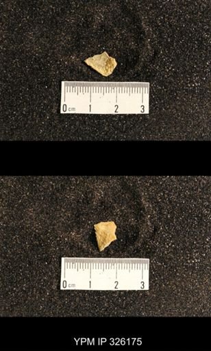 Neochonetes sp.