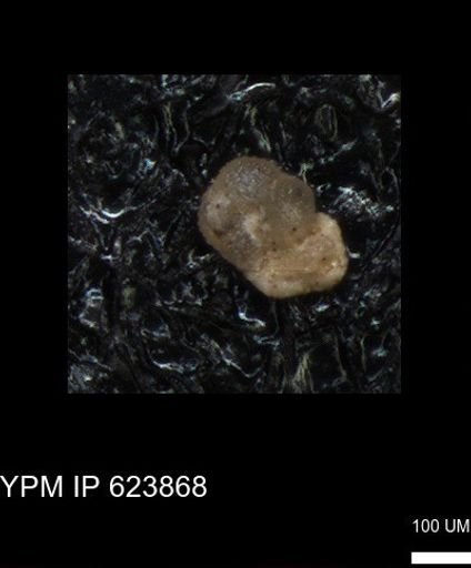 undet. Foraminiferida