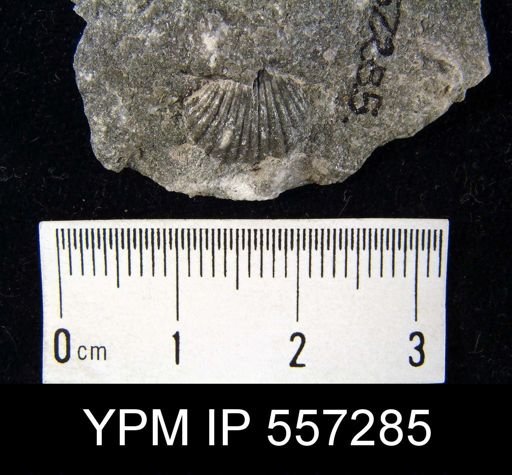 undet. Rhynchonellida