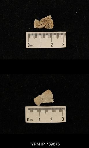 undet. Brachiopoda