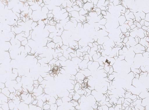 Clathrina coriacea