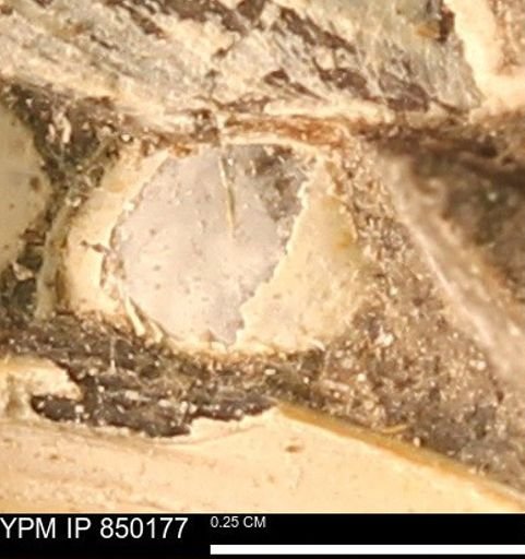 Scaphitidae