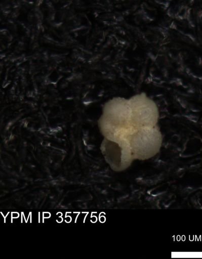 undet. Foraminiferida