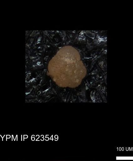 undet. Foraminiferida