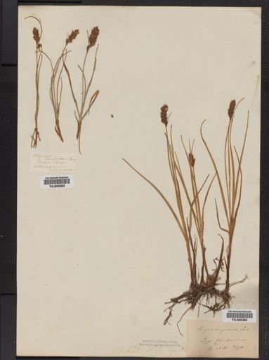 Plantae