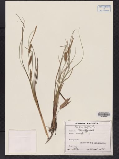 Carex rostrata
