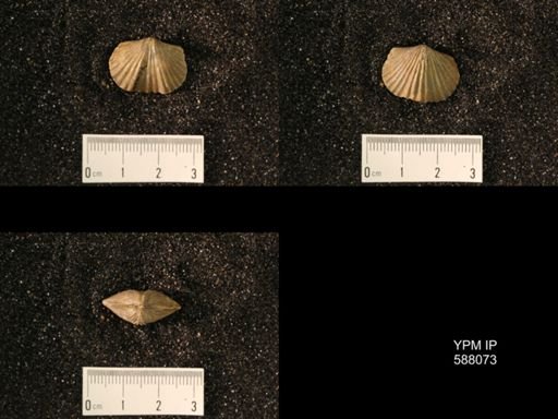 Platystrophia laticostata