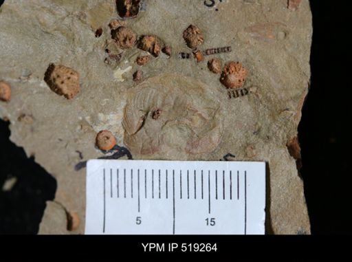 undet. Gastropoda