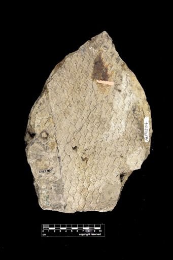Lepidodendron sp.