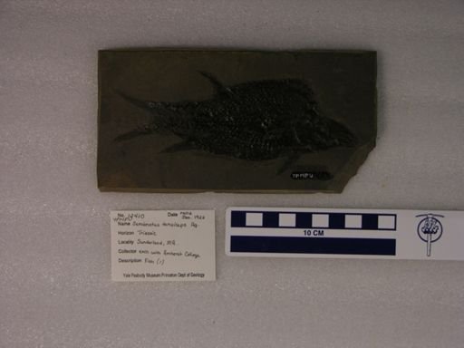 Semionotus tenuiceps