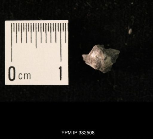 Ambocoelia planoconvexa