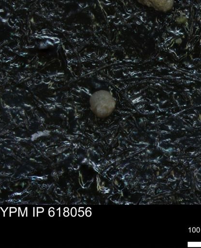 undet. Foraminiferida