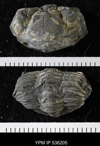 Phacops sp.