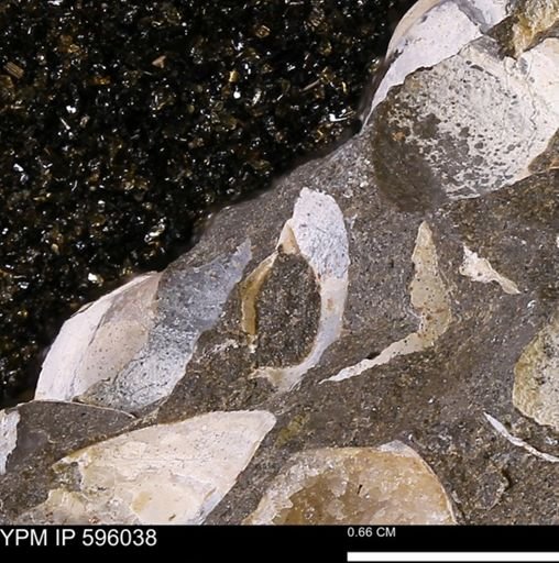undet. Bivalvia