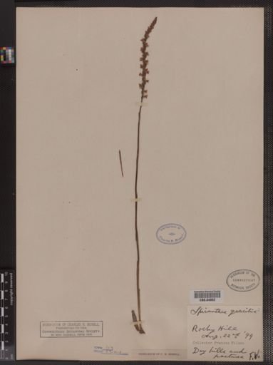Spiranthes gracilis