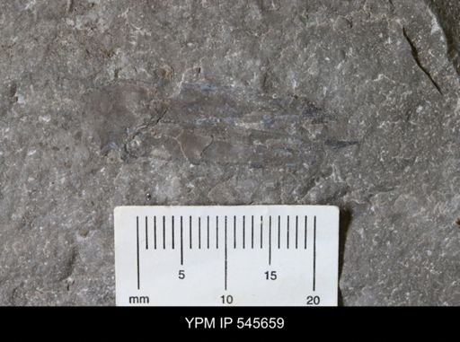 Ceratiocaris sp.