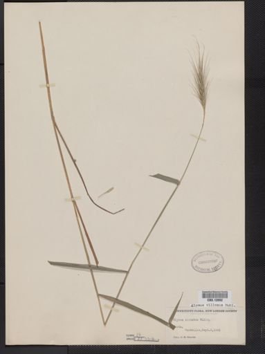 Elymus villosus